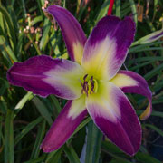 Purple Icewind Daylily